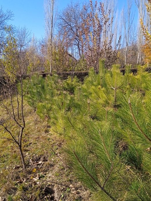 Manzarali daraxtlar archalar