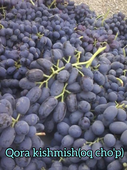 Gigant(so'g'diyona) va qora kishmish(oq cho'p)  uzum ko'chat va qalamc