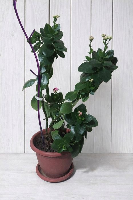 Продам каланхоэ. Цветет