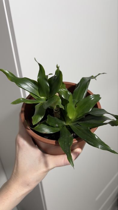 Продам Драцена Компакта