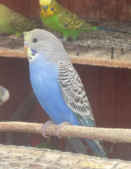 Papagali perusi diferite culori