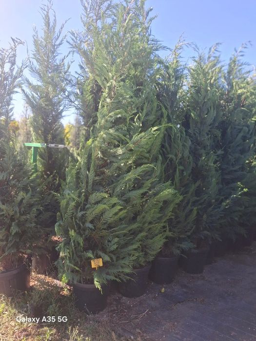 Vând leylandii la oferta