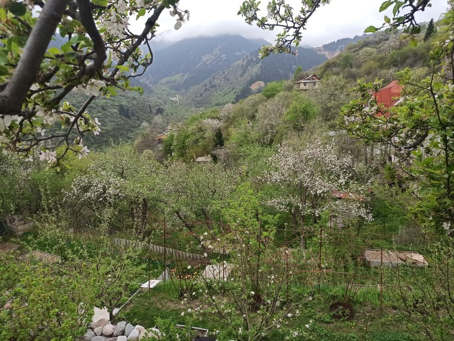 Зверобой сушеный