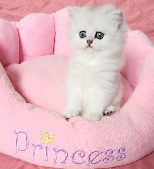 British shorthair & longhair chinchilla