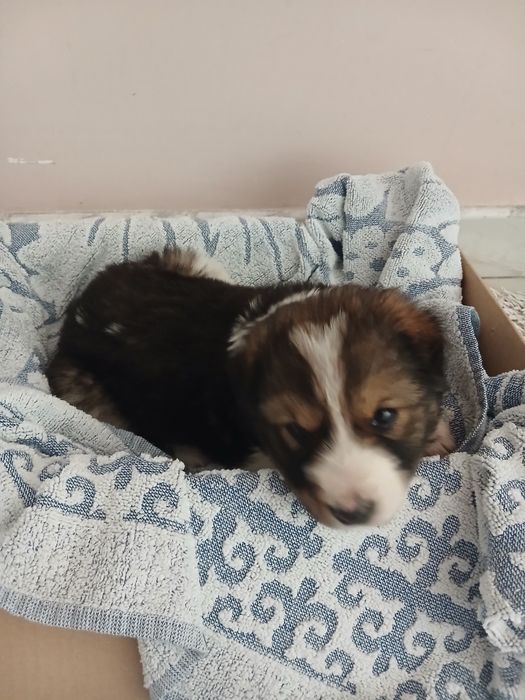 Подарявам куче бебе