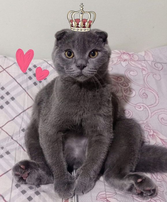 Ищем кошечку для вязки