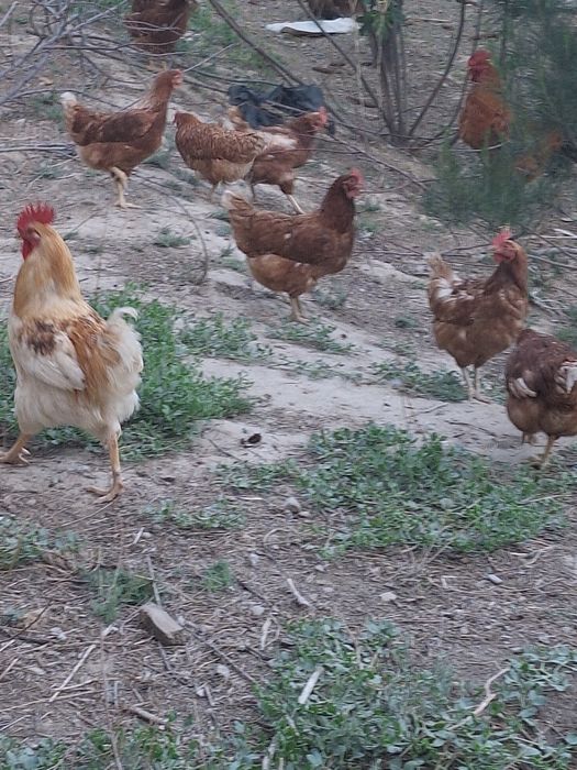 Ломан браун тавуқтары сатылады