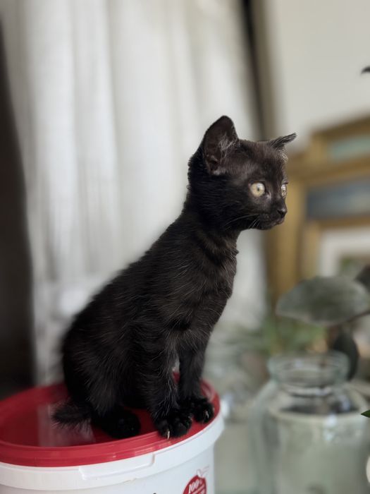 Котенок бесплатно
