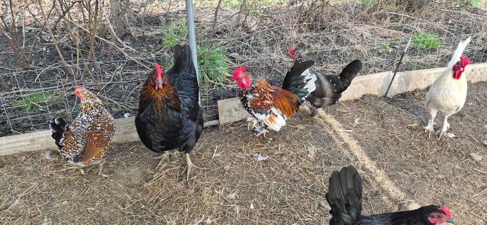 Cocoș mătase japoneză și găini pitice + cocoși