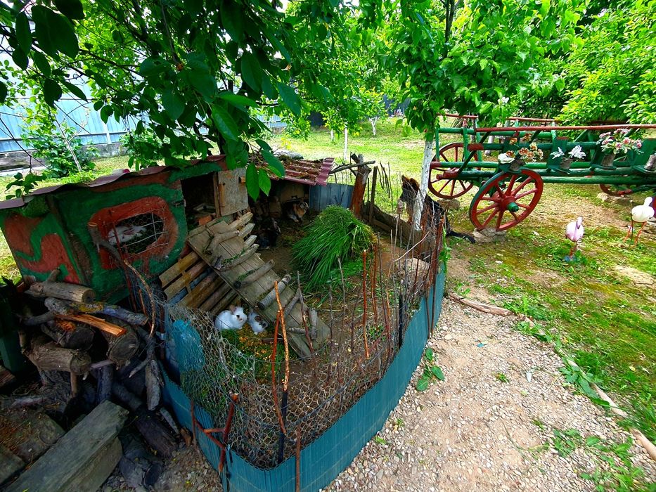 Iepuri, puișori și maturi, pitici cap de leu
