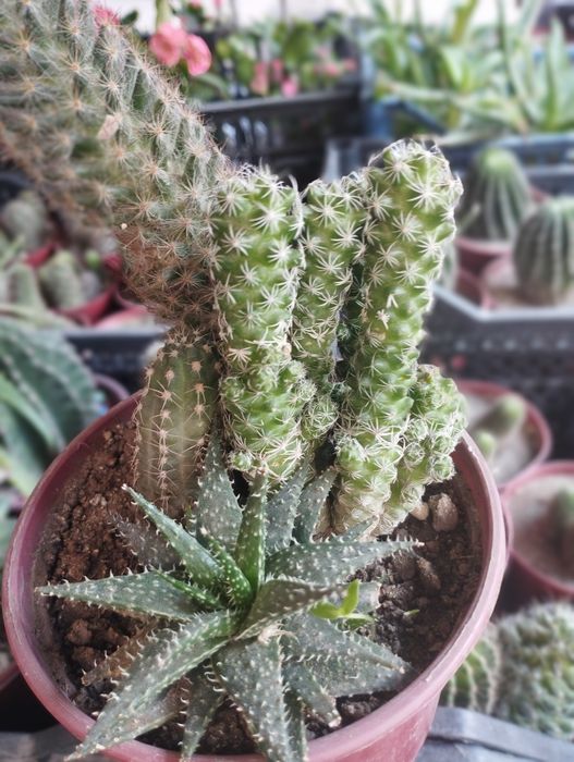 Калекцион кактусладан композиция.