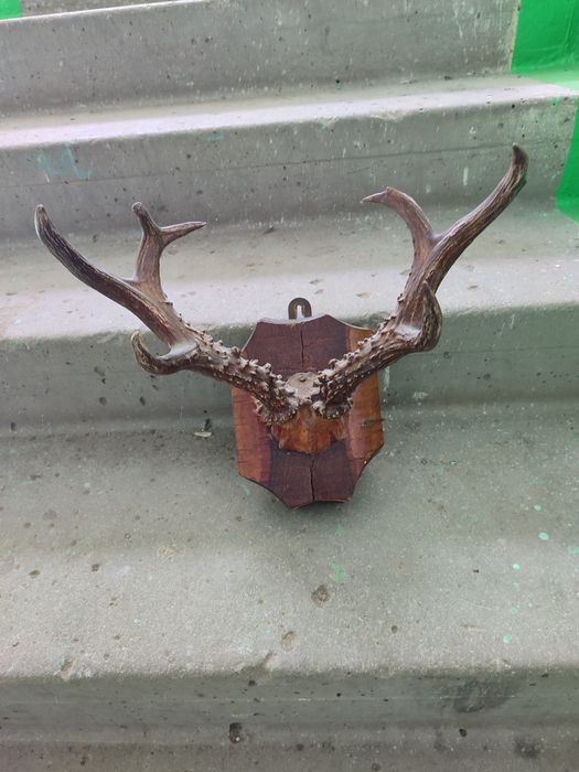 Продам рога косули