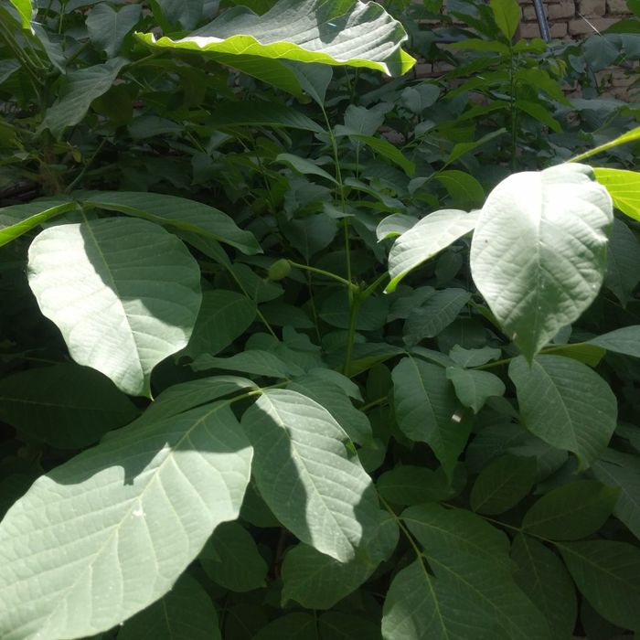 Ерон писта кирим йонгок хитой йонгок ЮБо 80 номи кучатлари бор