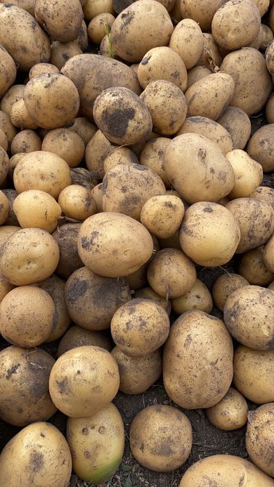 Картофель домашний