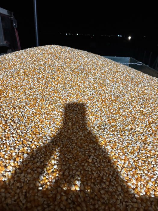 Porumb sticlos (pioner 95-90)