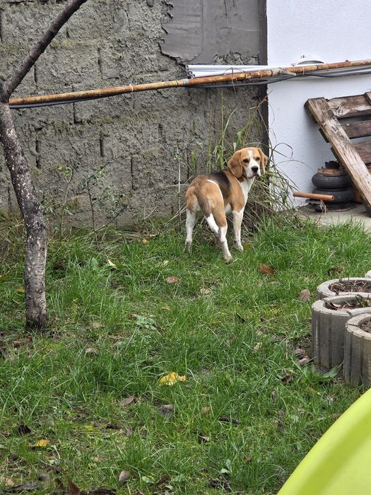 Donez femela  beagle