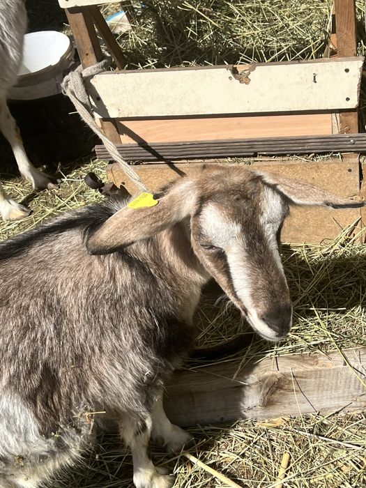 Молочные породистые козы