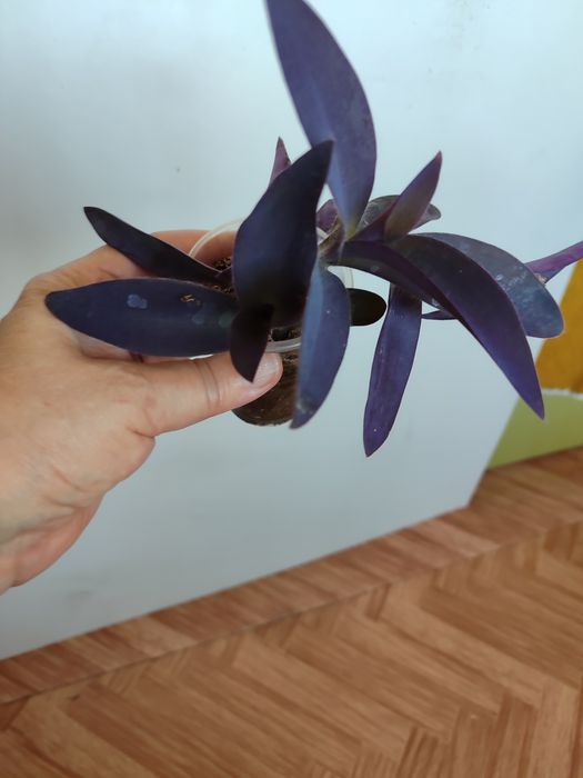 Продам комнатные цветы