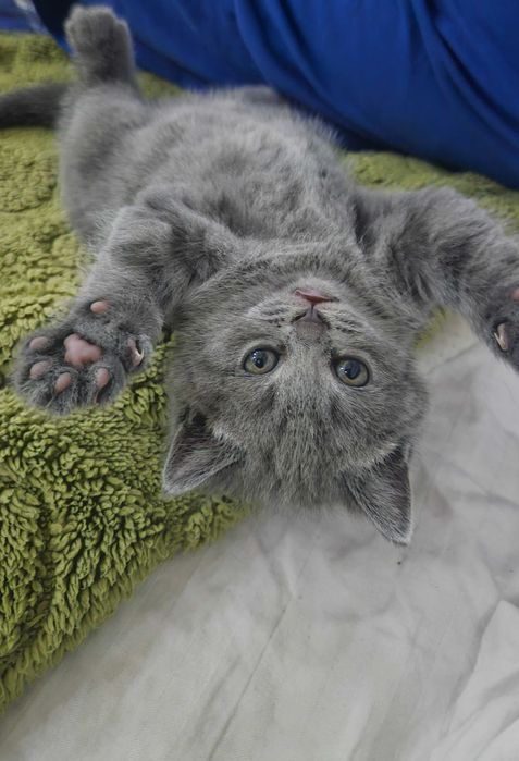scottish fold Котята
