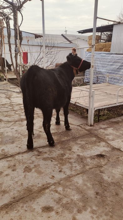 Абердин Ангус Гунажин тозаси