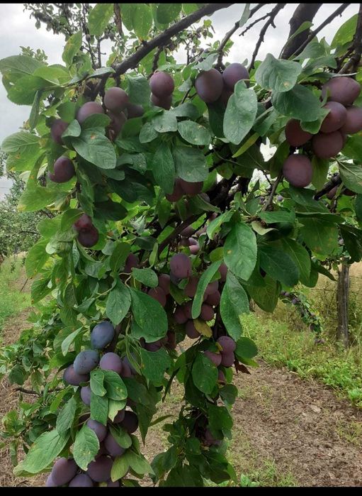 vand prune de piata