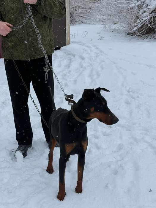 Продается щенок доберман 8месяцев сучка срочно