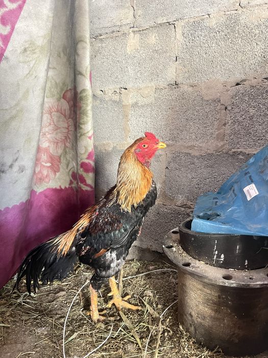 Продам дакан петух