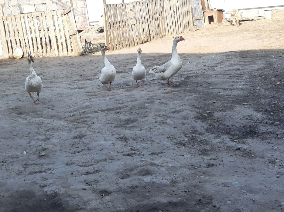 Каз сатам продам гусь