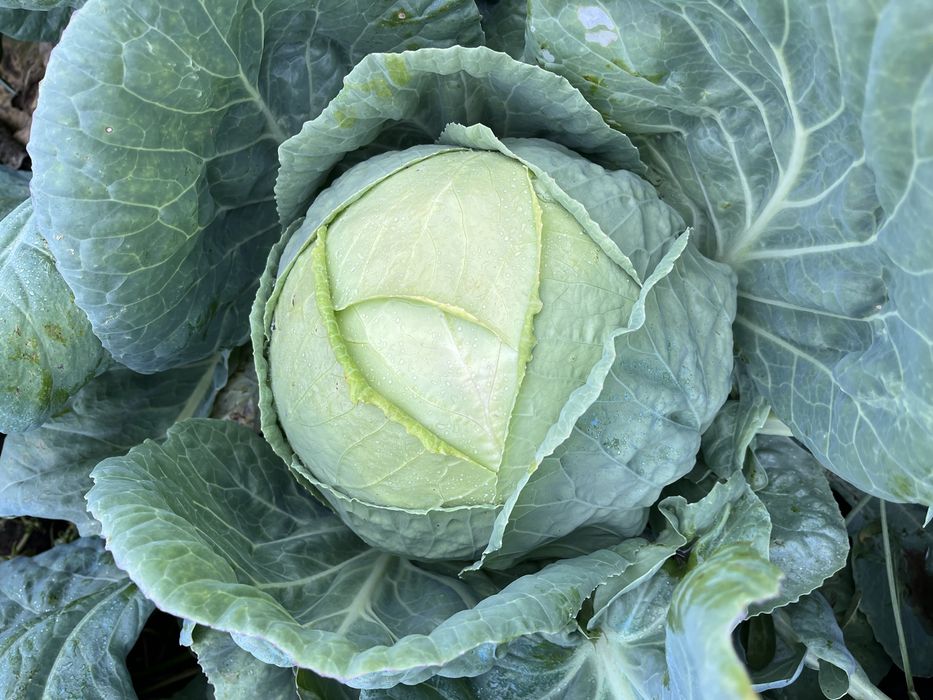 Vand varza de Buzau in cantitati mari!