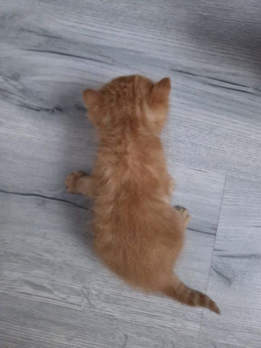 Котята коты кошки