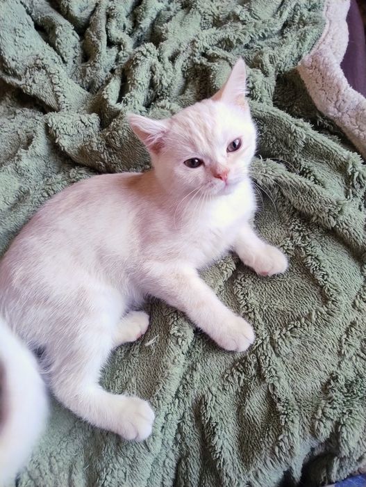 Отдам в хорошие руки