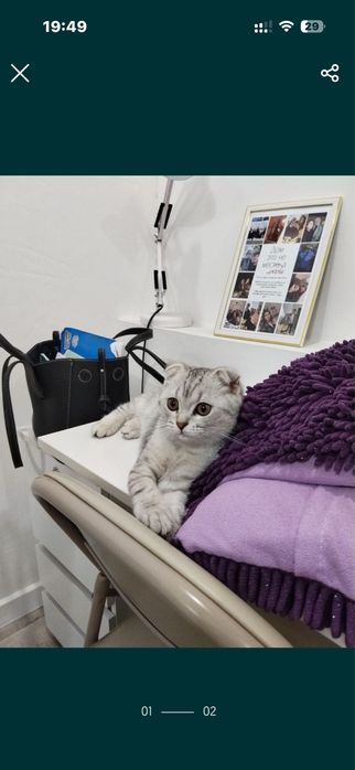 Котенок шотландский вислоухий