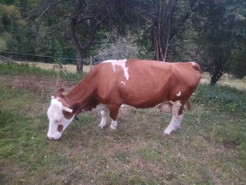 Vacă de  vânzare