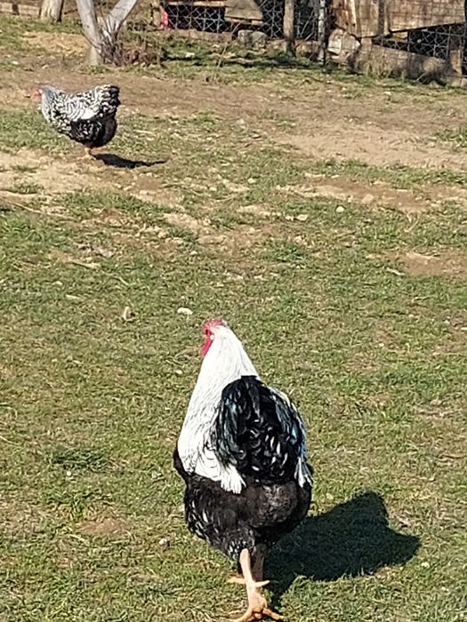 Wiandotte oua proaspete