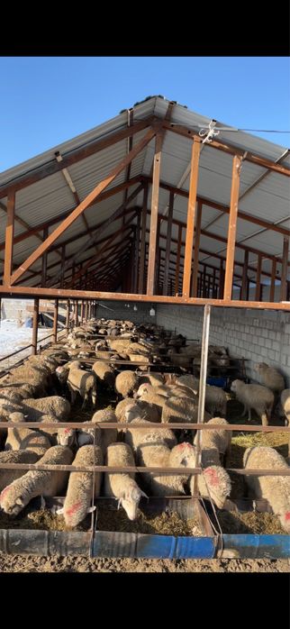 Токтылар токтушки на откорме