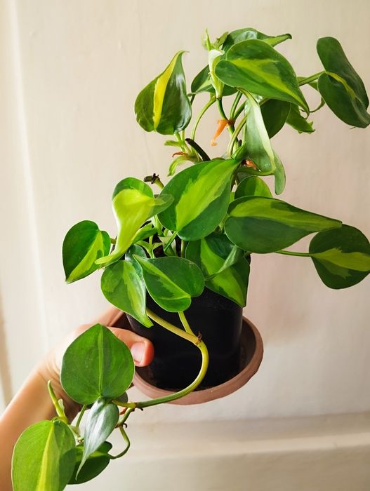 Продам/обменяю комнатные цветы