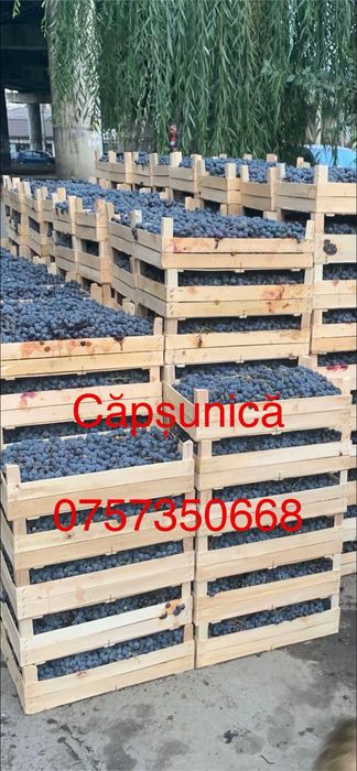 Struguri pentru vin sau Must