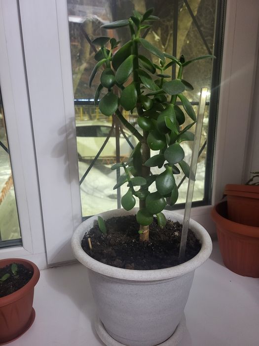 Комнатные растения разные продам.