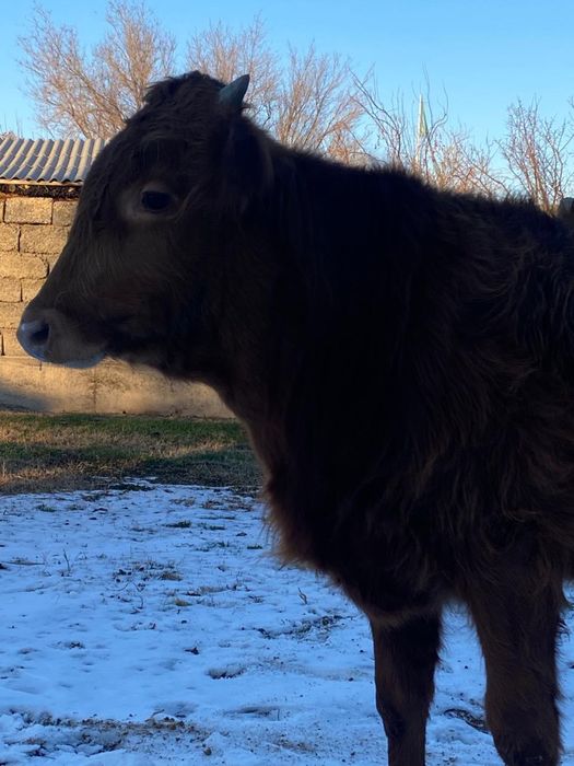 Огыз сатылады еркек