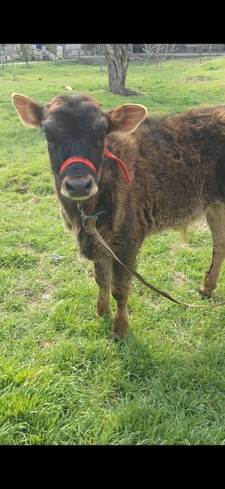 Швед бузаулар сатылады 2 бас