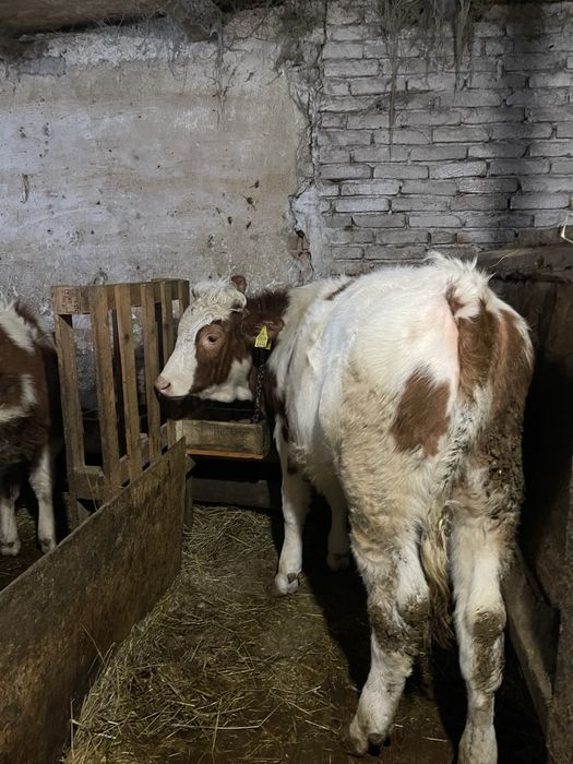 Vand 5 taurasi si o vitea