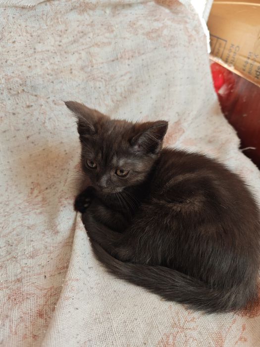 Продаётся котята