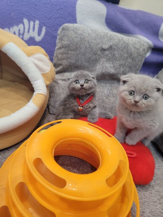 Шотландски клепоухи котета на 2 месеца