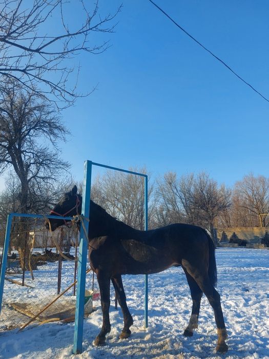 Көкпар айғыры сатылады