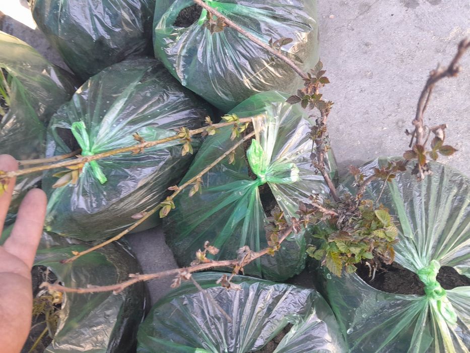 Саженцы сирени. малины.лука .хрена.карагача.топаля