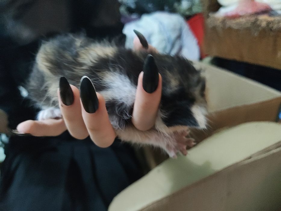 Отдам котят даром