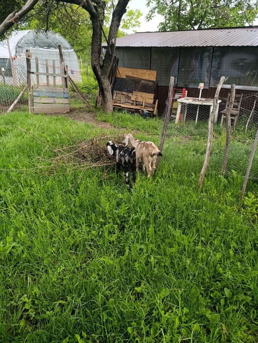 Capra anglinubiana, ieduță și tapisor
