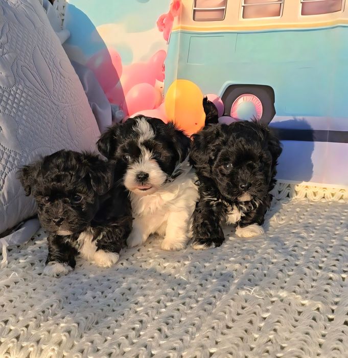 Малтипу /малтийска болонка и пудел тийкъп/