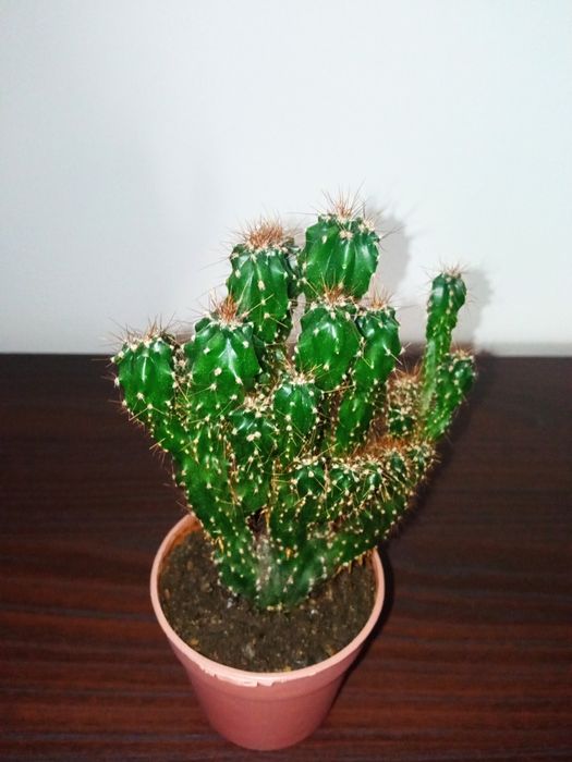 Кактус цереус (cereus)