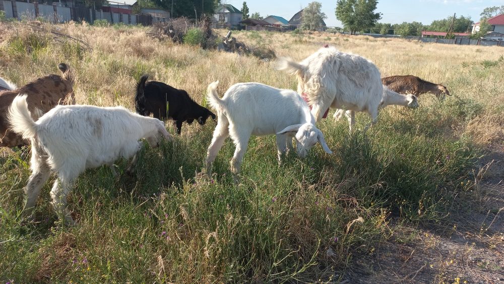 Продам козы 50%Заненский 50%Англонубийски